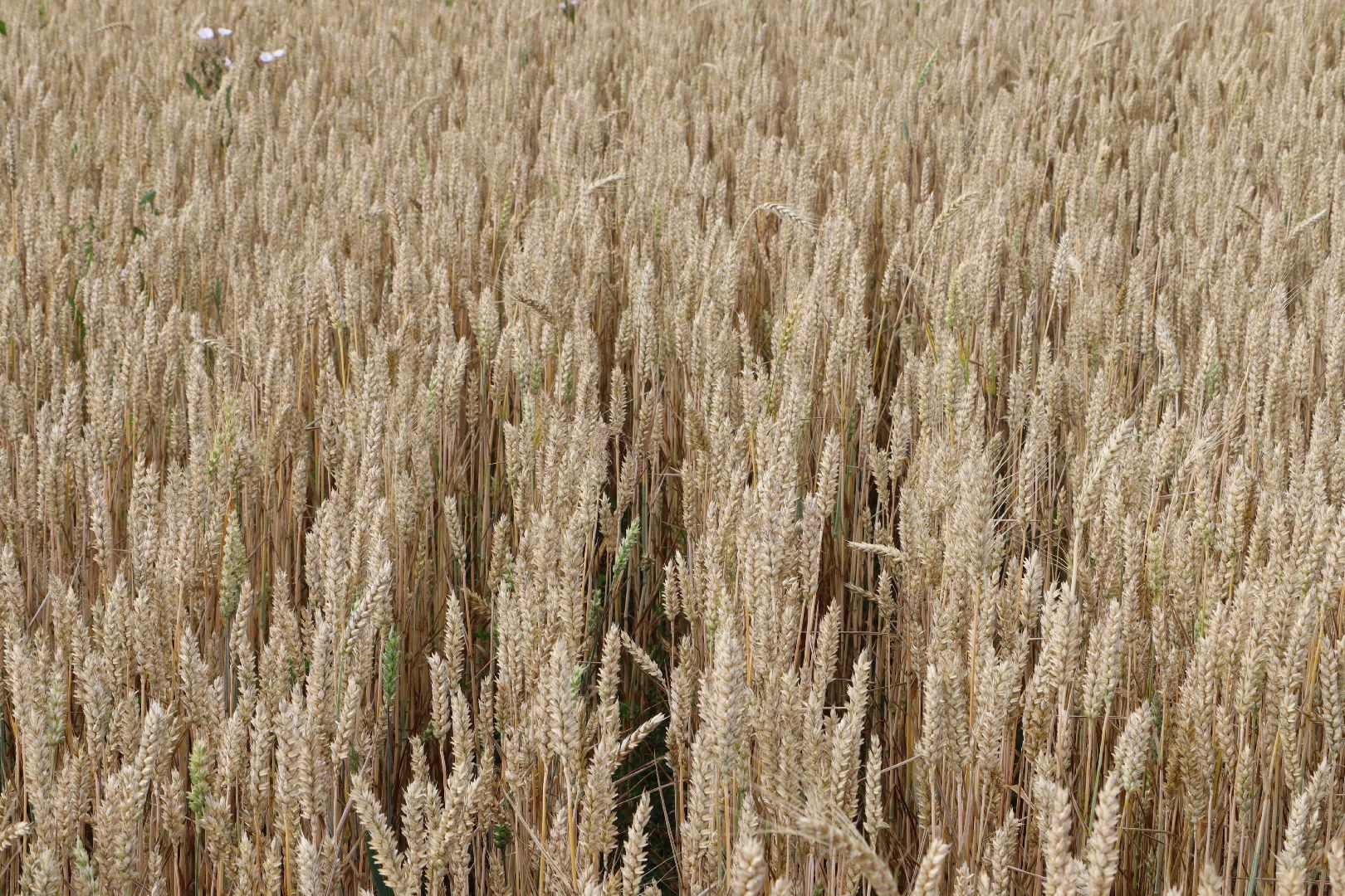 Серебряные Пруды, сельское хозяйство, урожай 2023