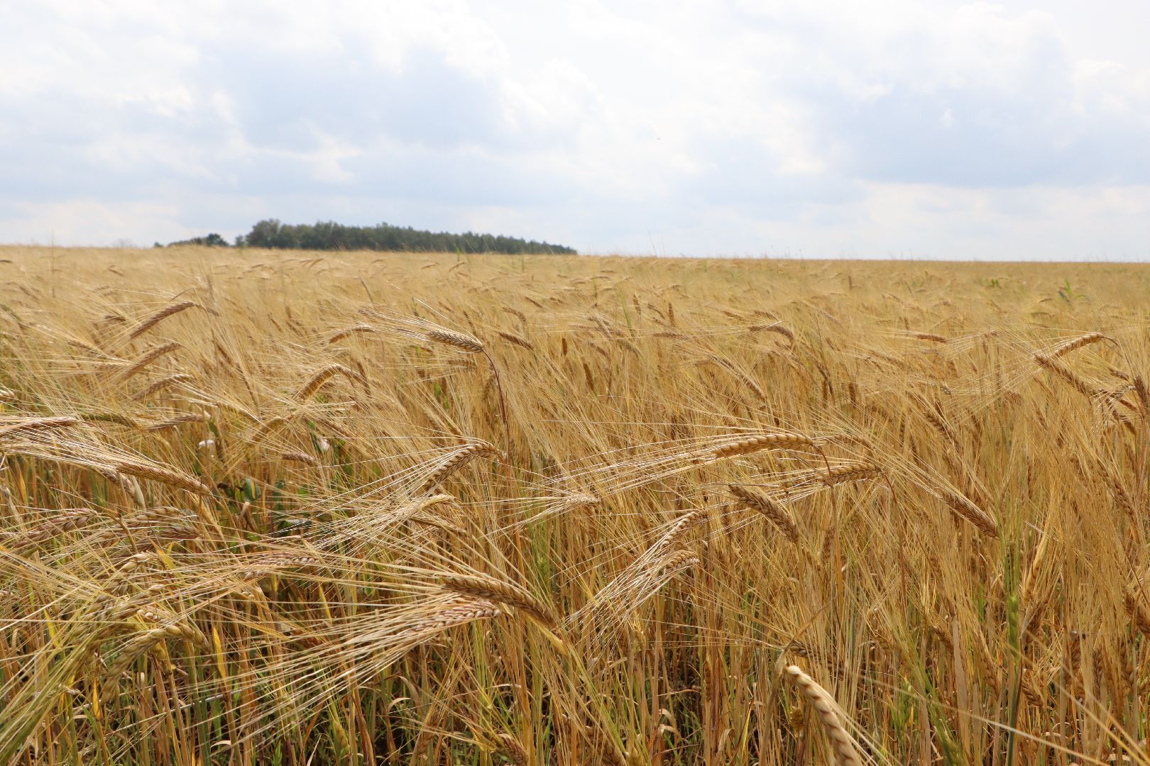 Серебряные Пруды, сельское хозяйство, урожай 2023