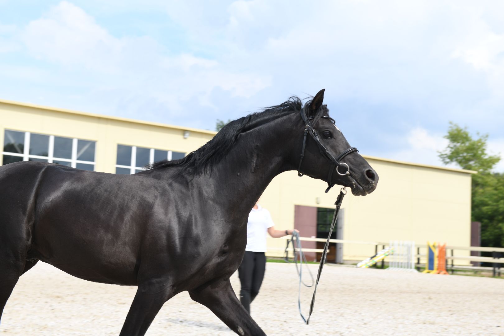 лыткарино, общество, тентпеггинг, конный спорт,