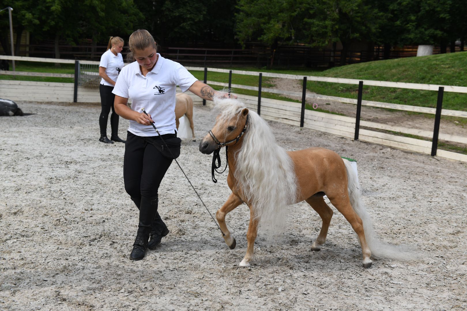 лыткарино, общество, тентпеггинг, конный спорт,