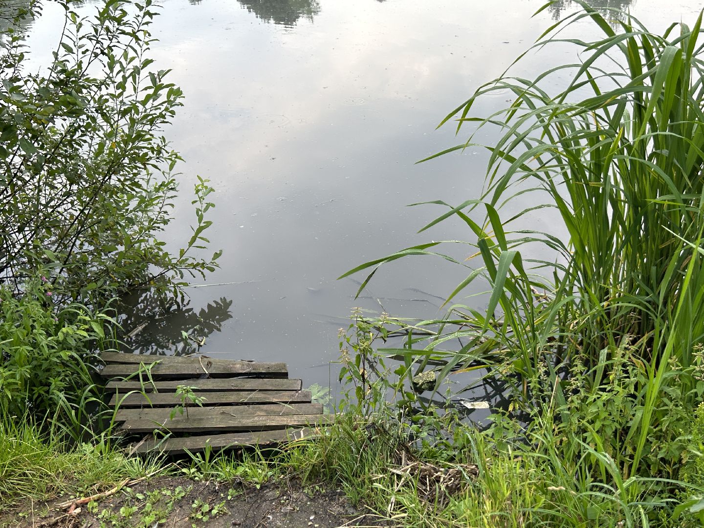 Экология, река, Клязьма, Щёлково