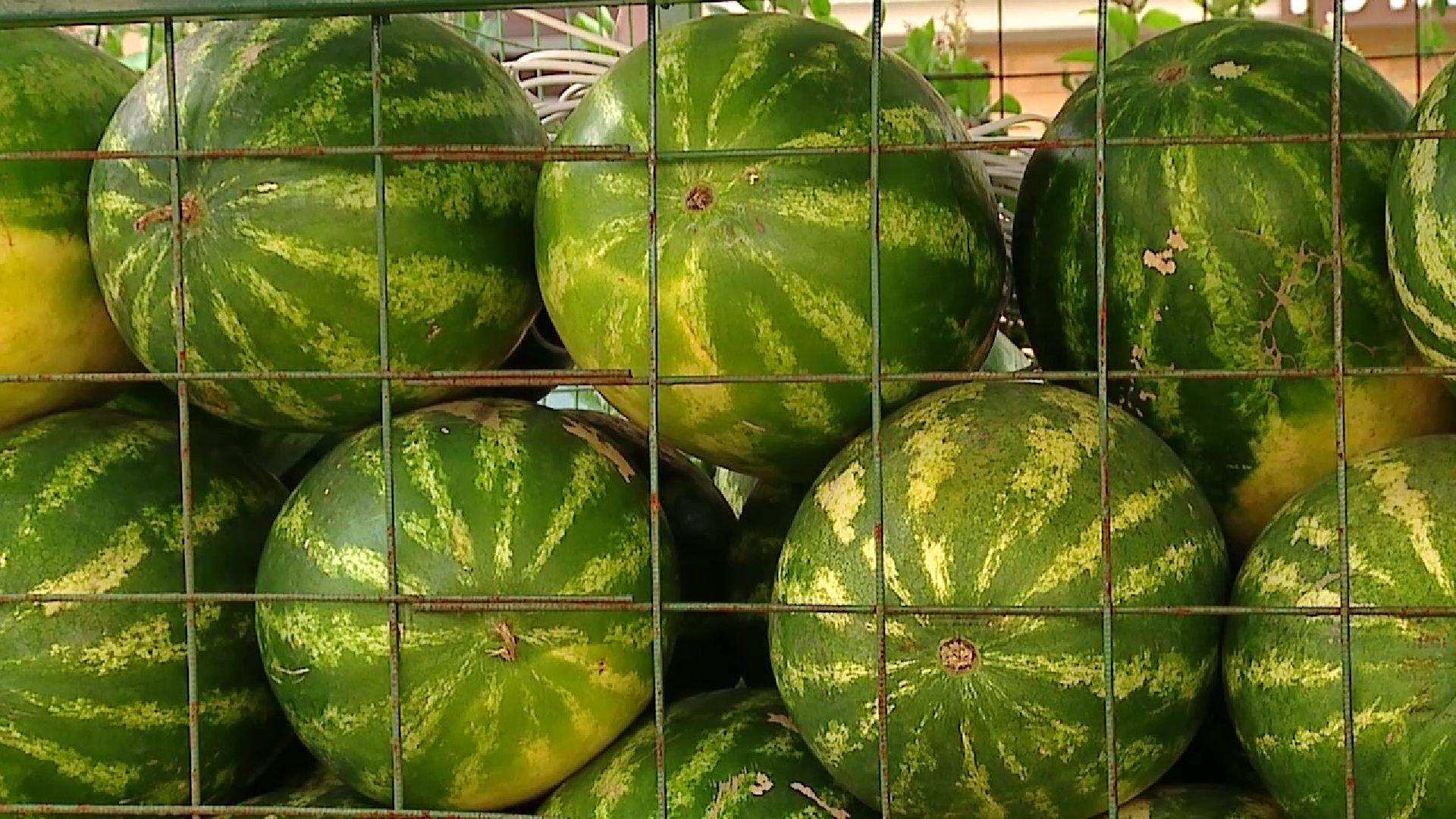 Реутов, сезон ягод, арбузы, дыни, бахчевые развалы