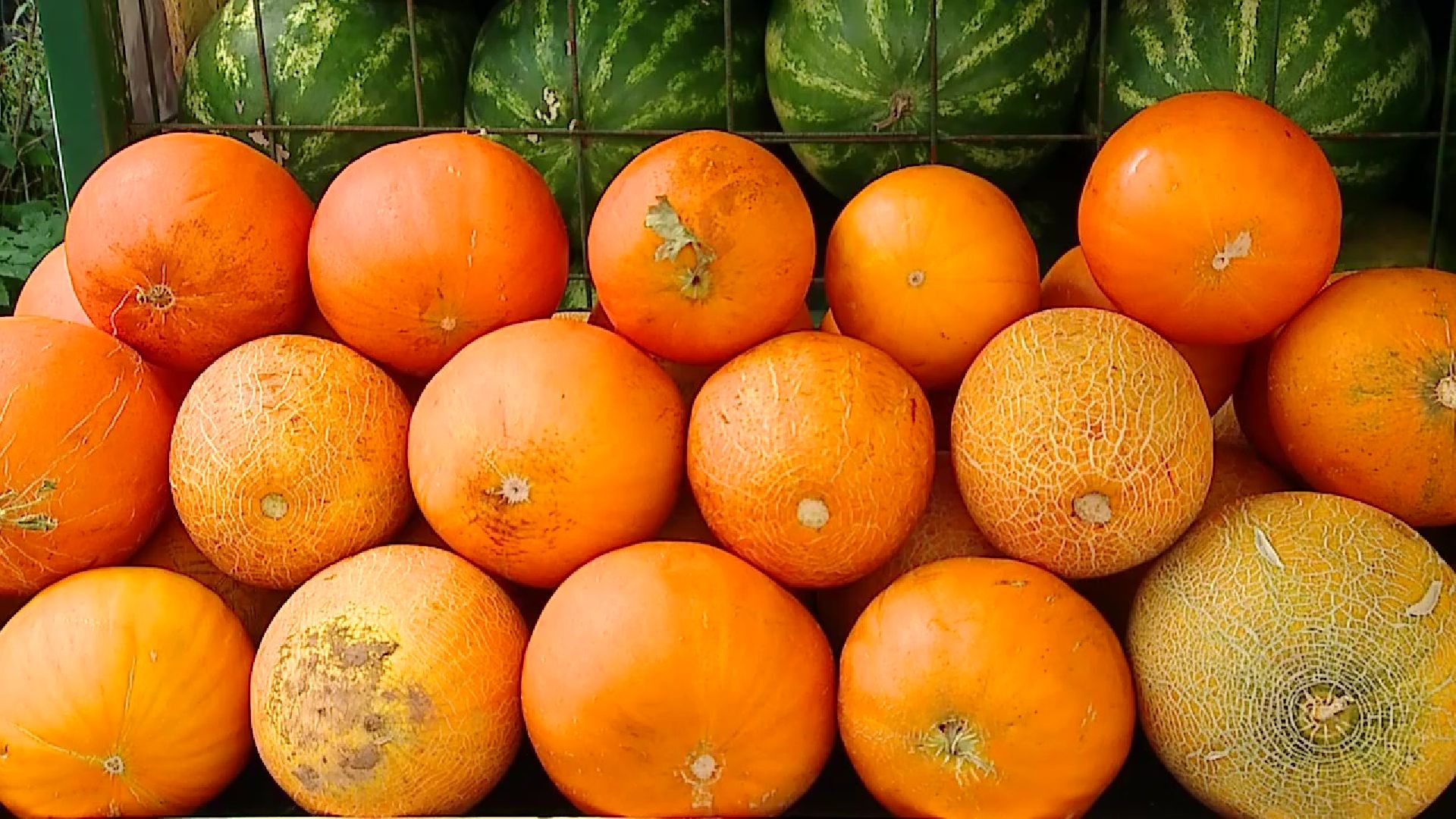 Реутов, сезон ягод, арбузы, дыни, бахчевые развалы