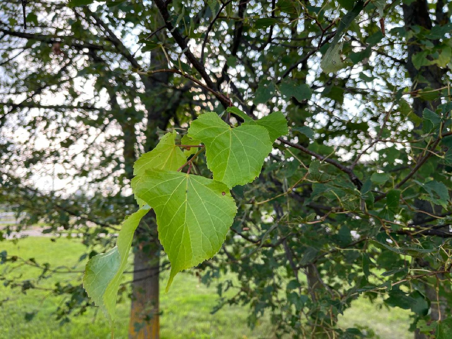 #БольшаяШатура#шелкопряд#лес#Мособллес