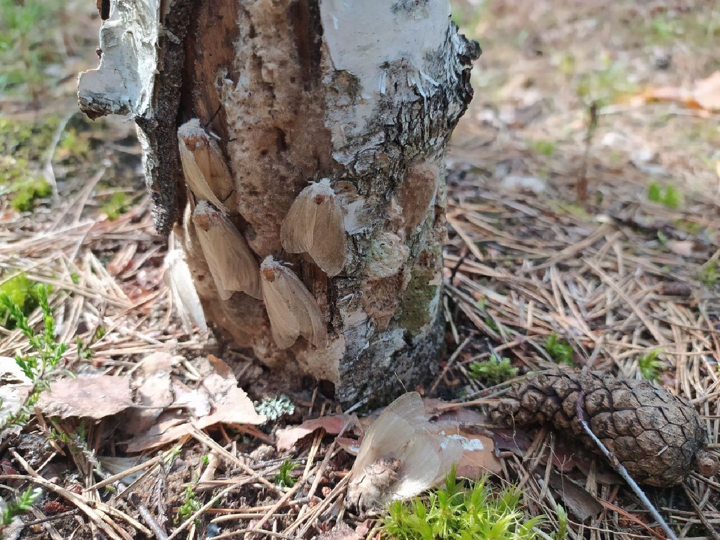 #БольшаяШатура#шелкопряд#лес#Мособллес