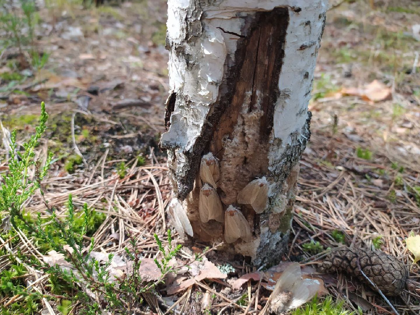 #БольшаяШатура#шелкопряд#лес#Мособллес