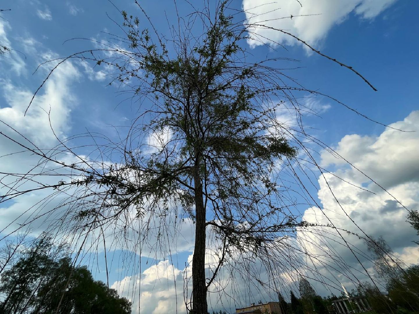 #БольшаяШатура#шелкопряд#лес#Мособллес