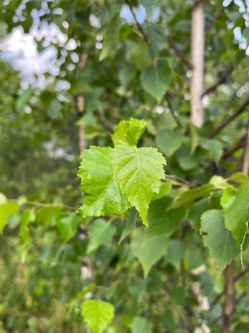 #БольшаяШатура#шелкопряд#лес#Мособллес