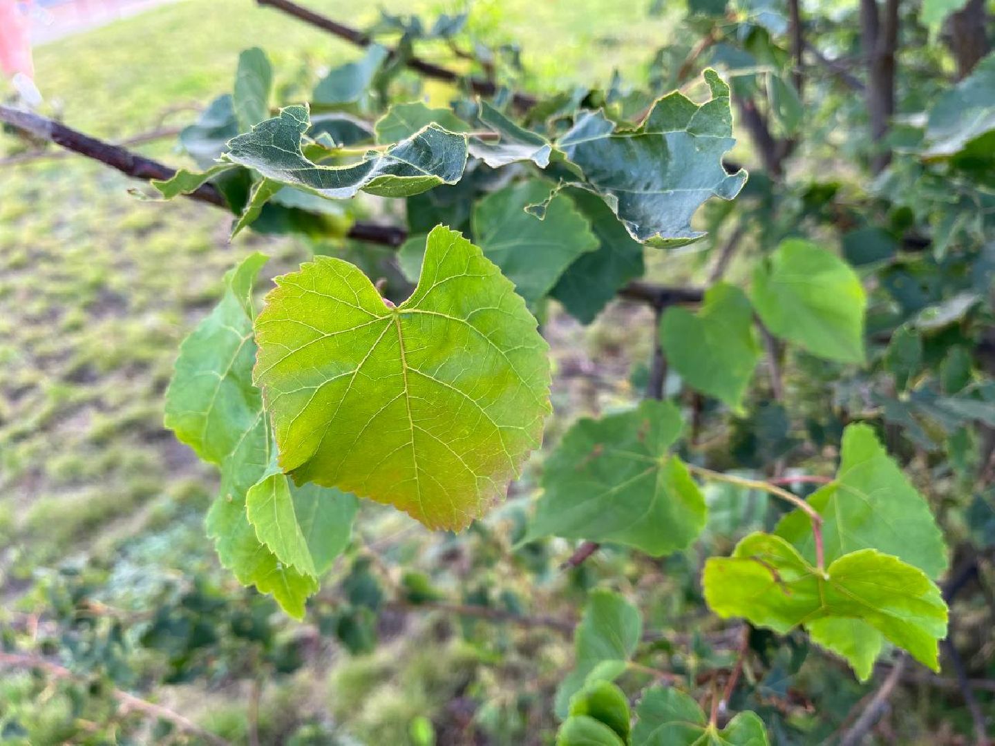 #БольшаяШатура#шелкопряд#лес#Мособллес