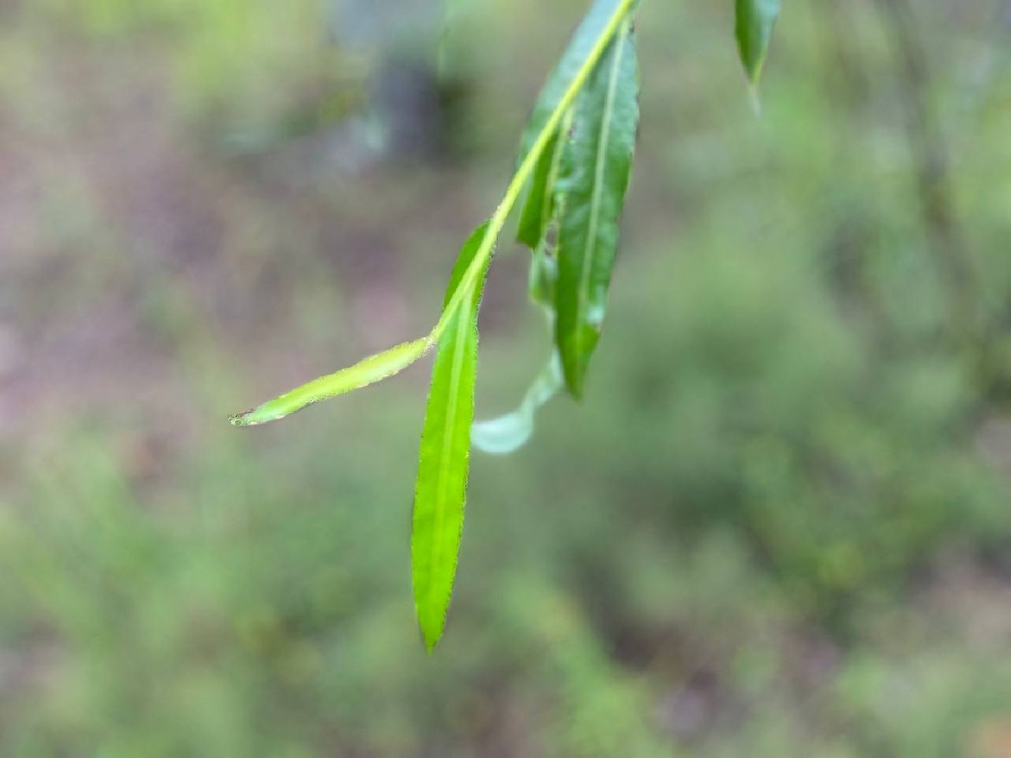 #БольшаяШатура#шелкопряд#лес#Мособллес