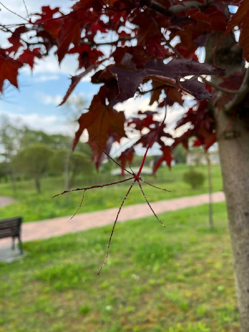 #БольшаяШатура#шелкопряд#лес#Мособллес