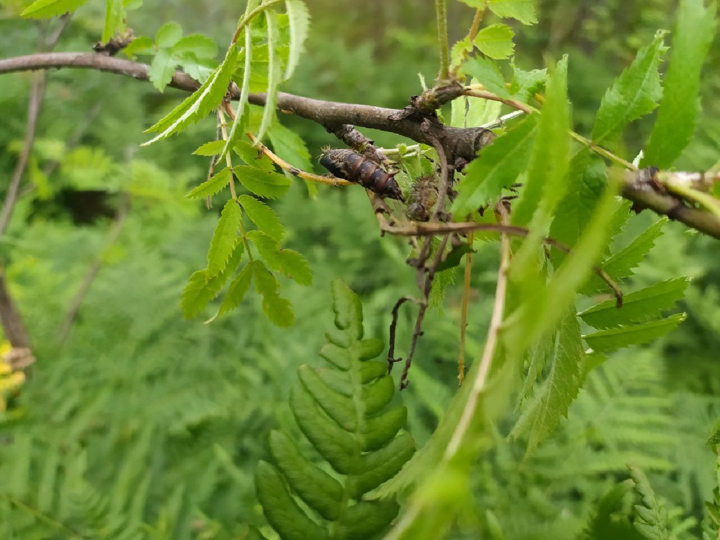 #БольшаяШатура#шелкопряд#лес#Мособллес