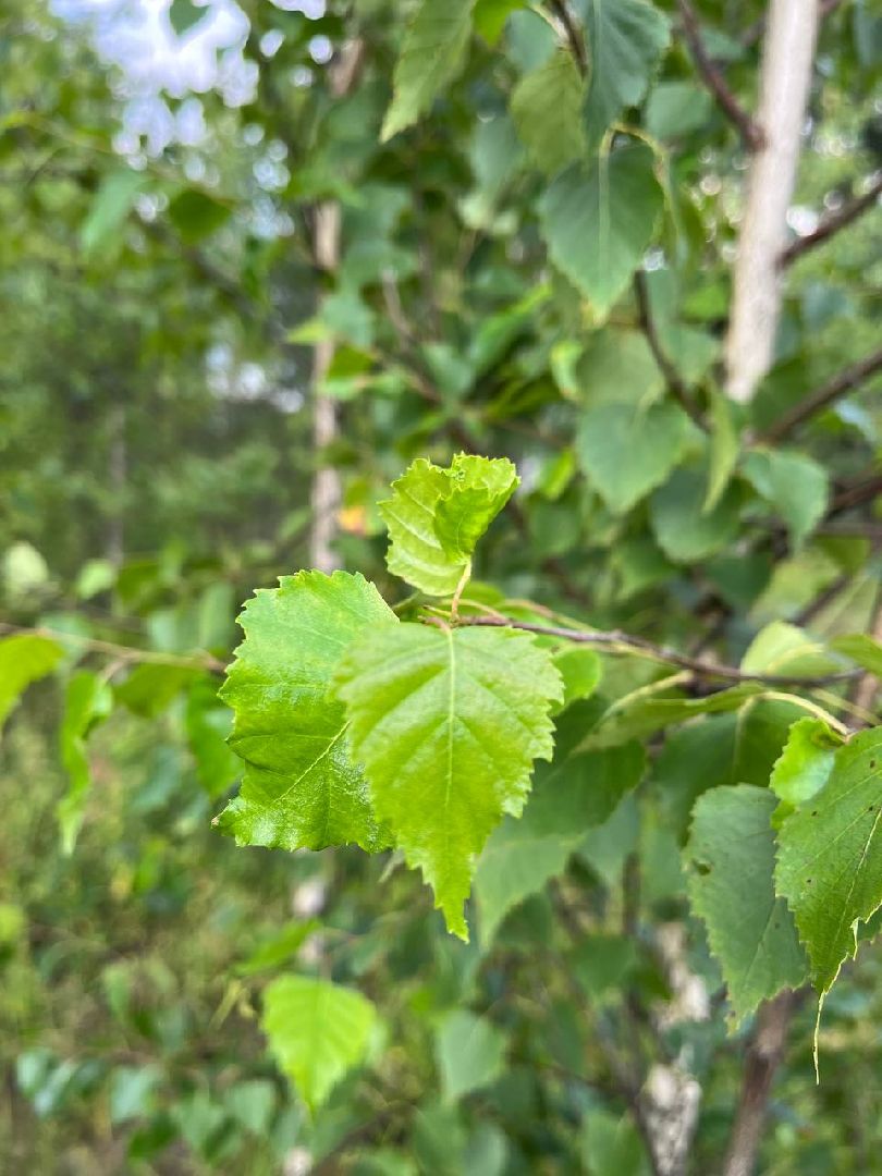 #БольшаяШатура#шелкопряд#лес#Мособллес