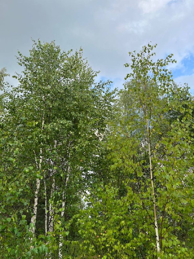 #БольшаяШатура#шелкопряд#лес#Мособллес