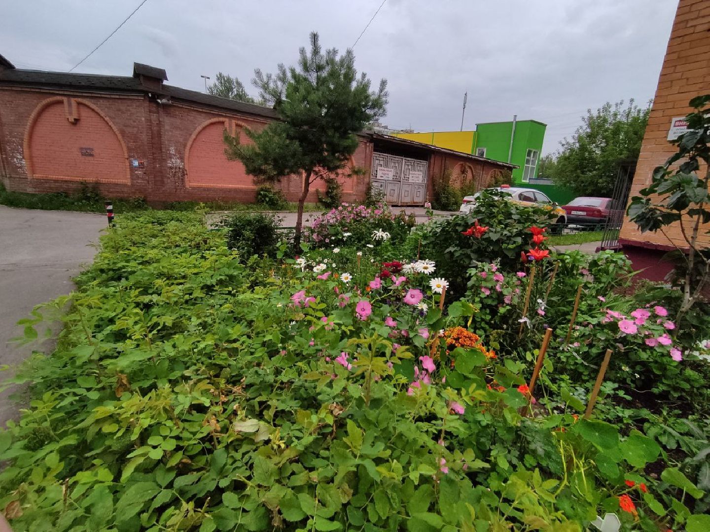 Долгопрудный, клумба, цветник, сирень, конкурс, благоустройство