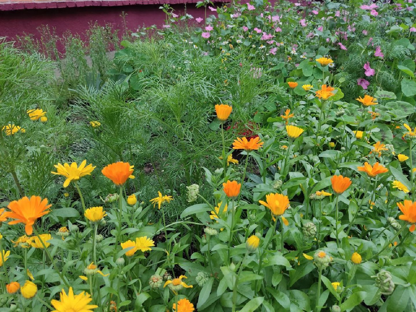 Долгопрудный, клумба, цветник, сирень, конкурс, благоустройство