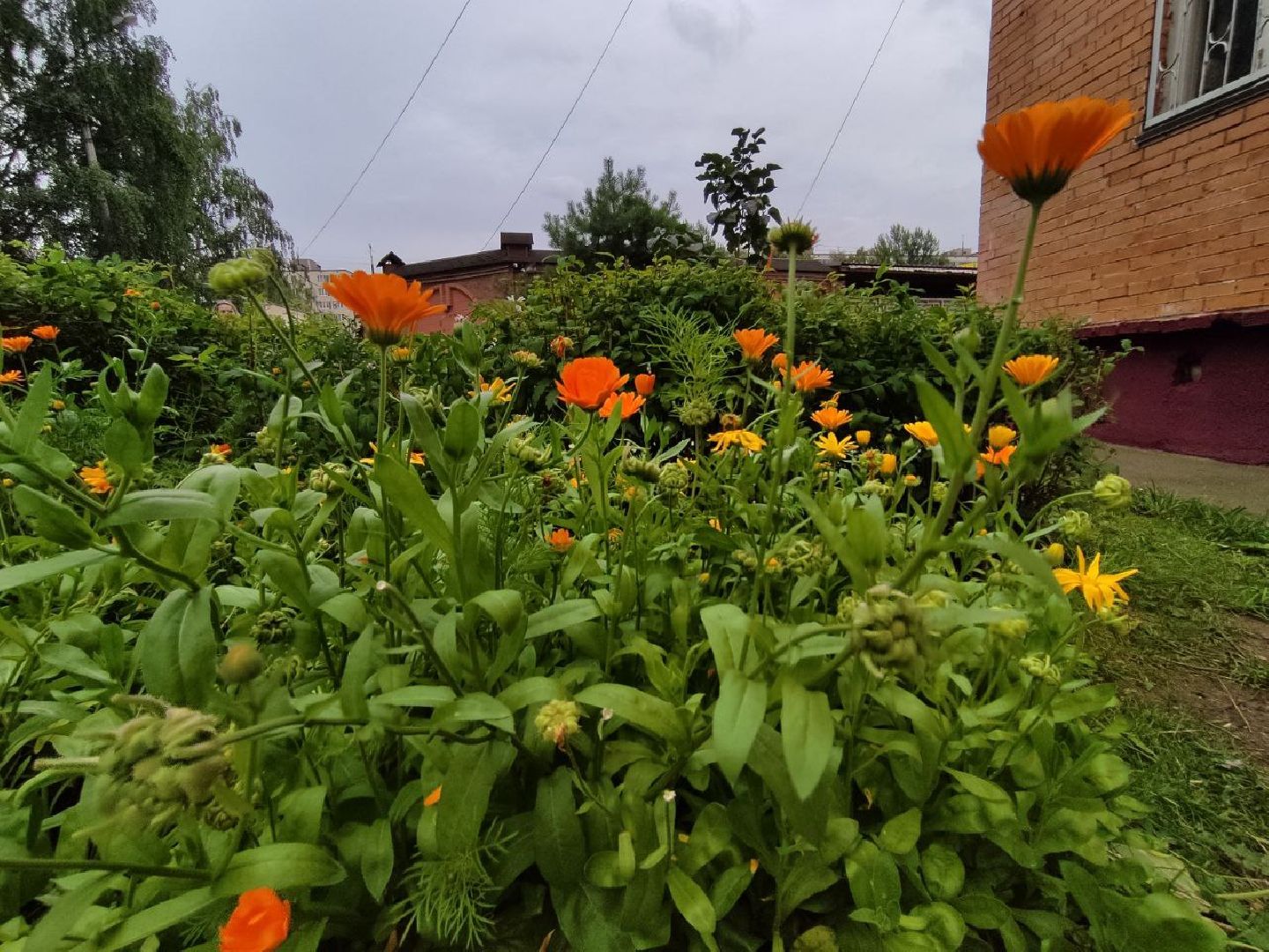 Долгопрудный, клумба, цветник, сирень, конкурс, благоустройство