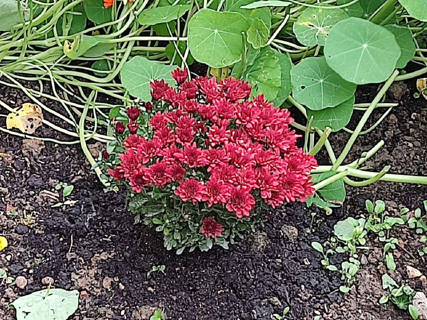 Долгопрудный, клумба, цветник, сирень, конкурс, благоустройство