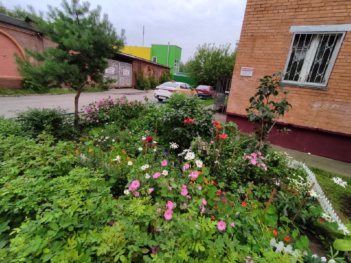 Долгопрудный, клумба, цветник, сирень, конкурс, благоустройство