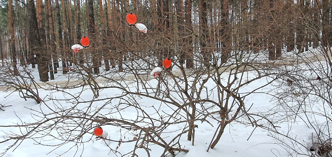 Домодедово, 8 Марта, птицы, искусство,