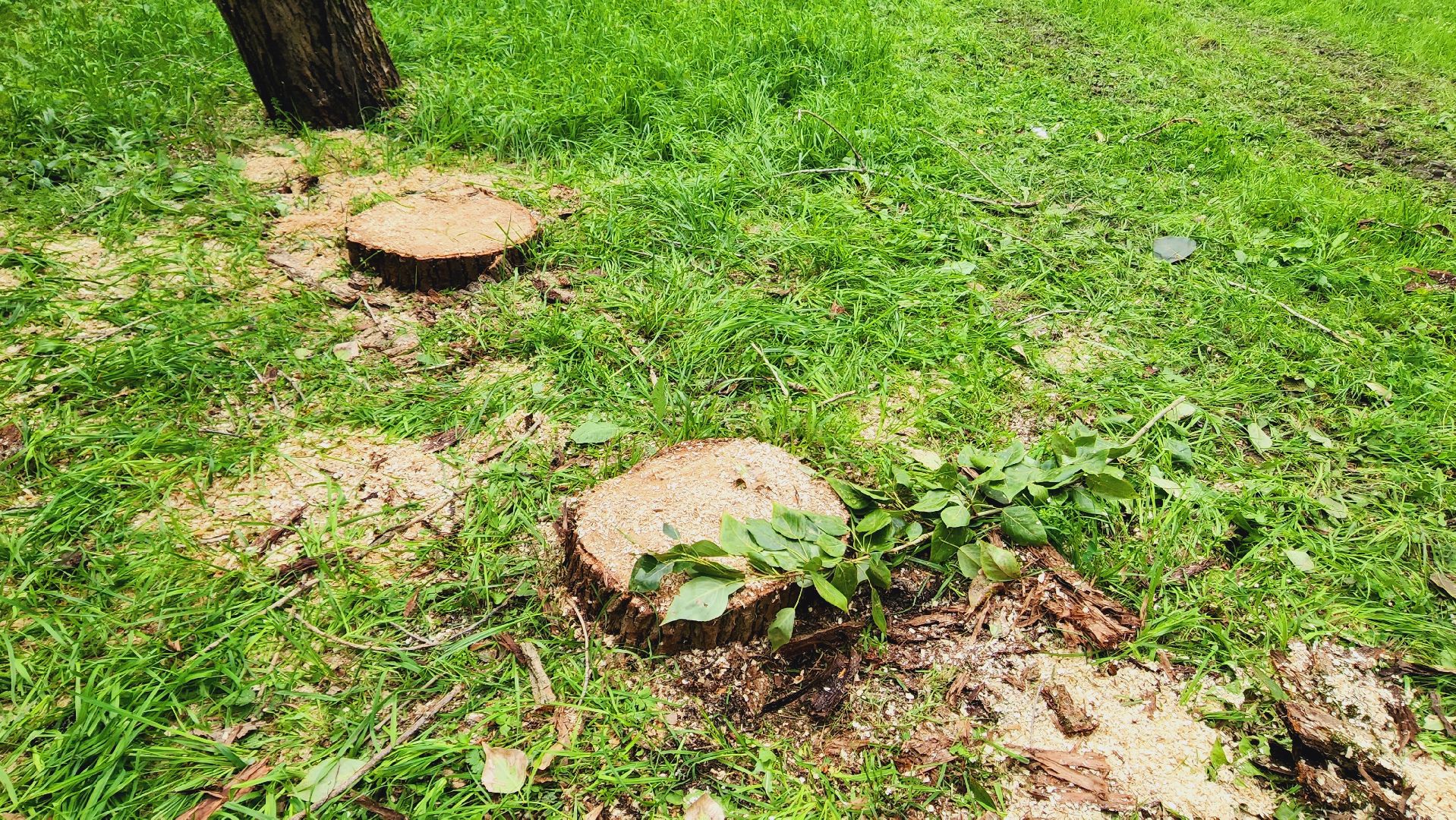 Подмосковье, Ивантеевка, Благоустройство