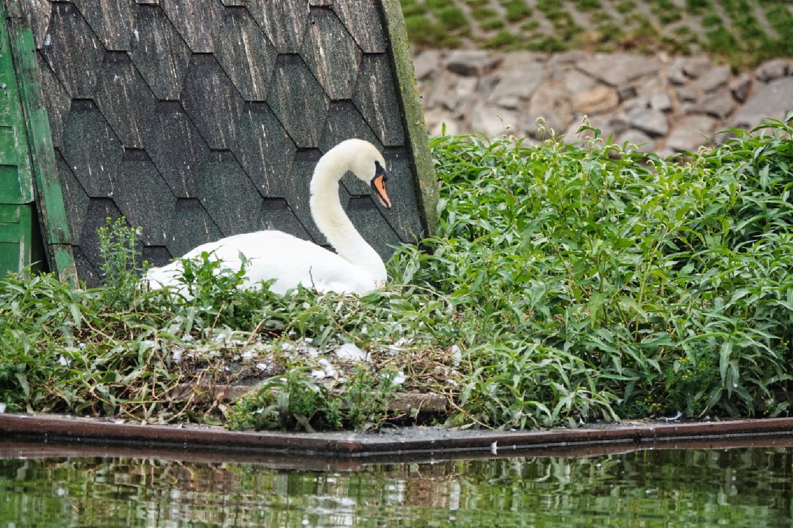 Сергиево-Посадский городской округ, Сергиев Посад, Белые лебеди, Потомство, Окружающий мир, Природа, Птицы