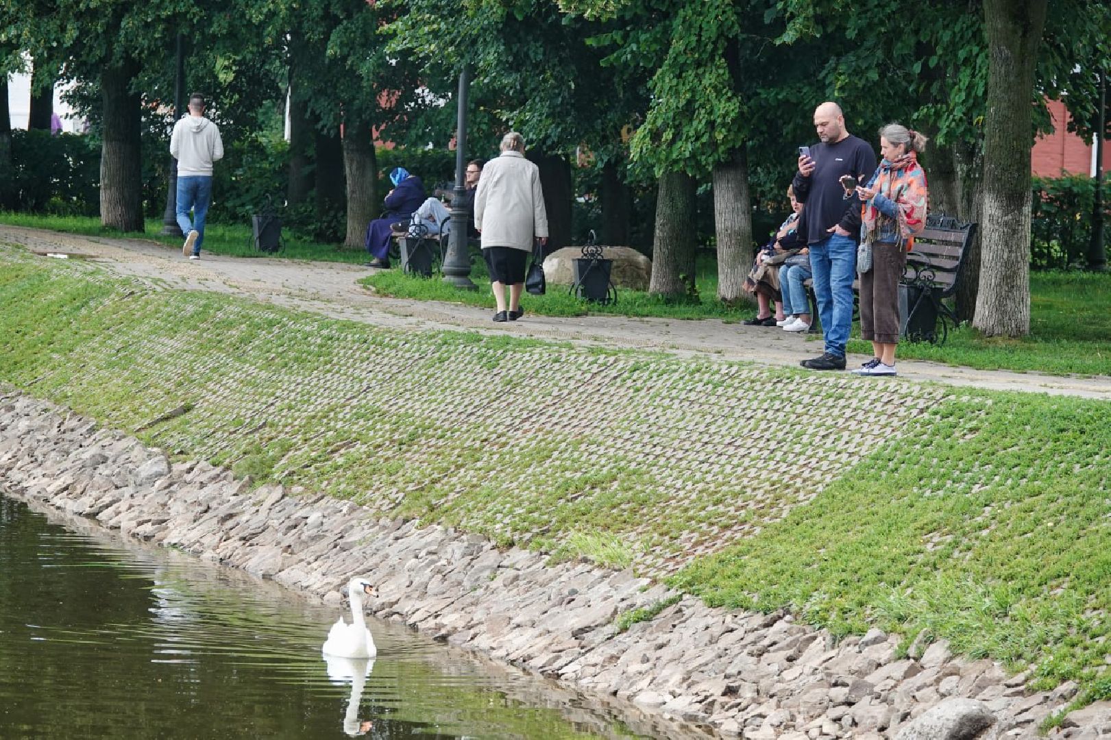 Сергиево-Посадский городской округ, Сергиев Посад, Белые лебеди, Потомство, Окружающий мир, Природа, Птицы