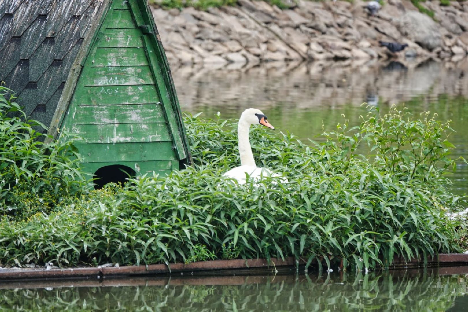 Сергиево-Посадский городской округ, Сергиев Посад, Белые лебеди, Потомство, Окружающий мир, Природа, Птицы