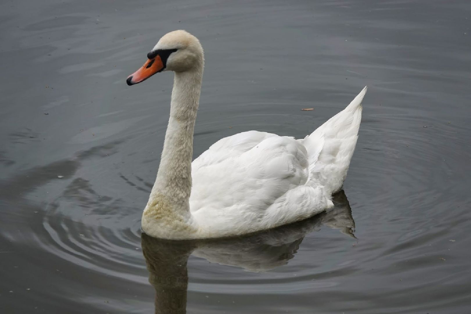 Сергиево-Посадский городской округ, Сергиев Посад, Белые лебеди, Потомство, Окружающий мир, Природа, Птицы