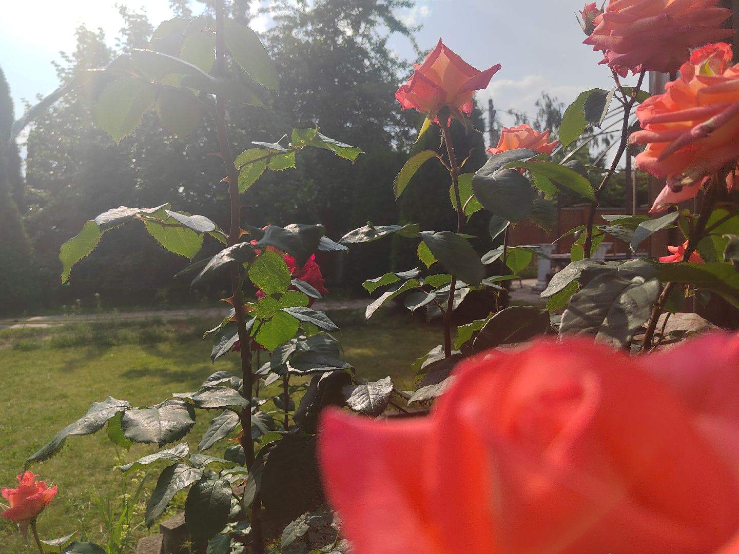 Пушкино, природа, люди, общество