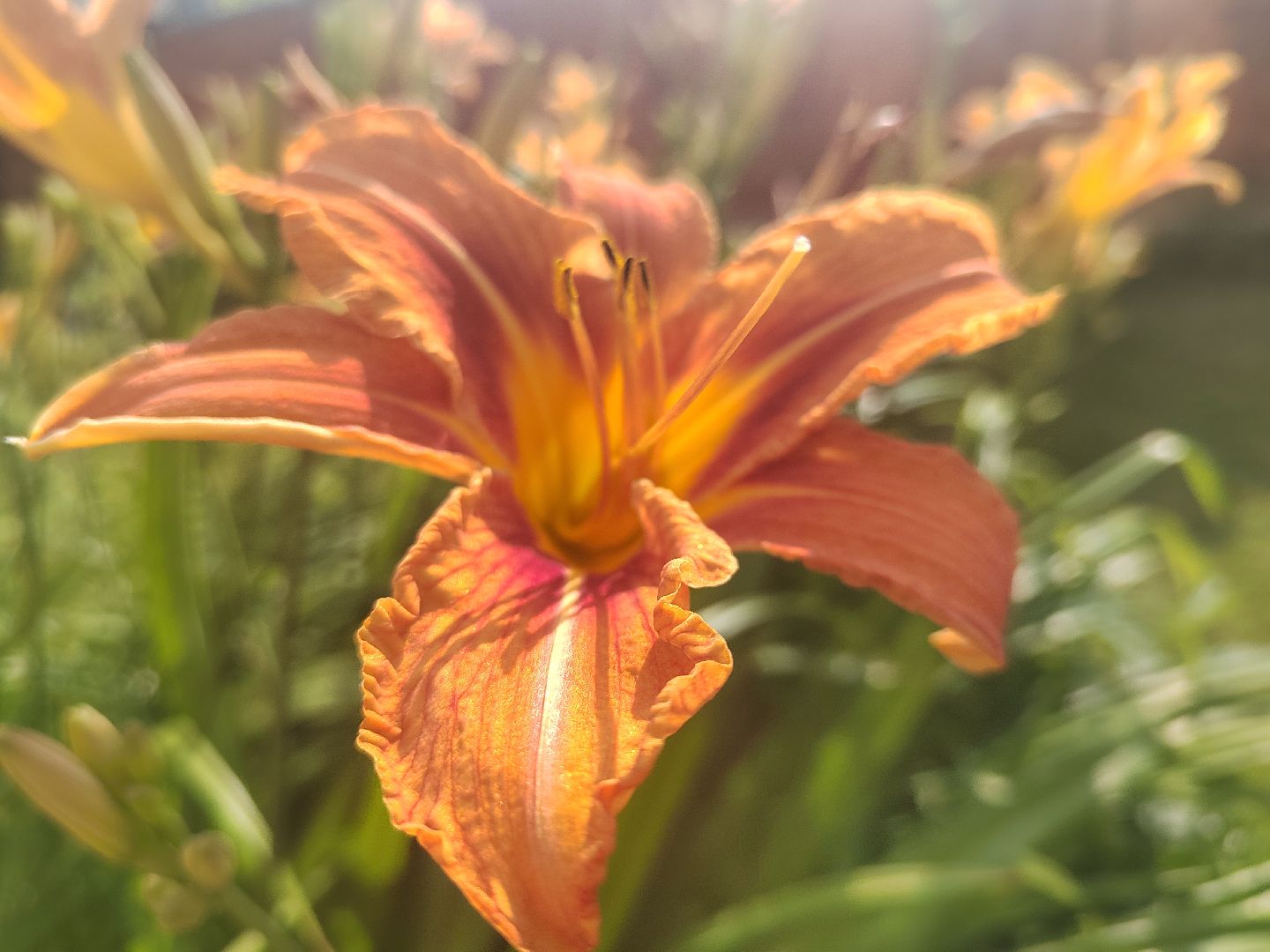 Пушкино, природа, люди, общество