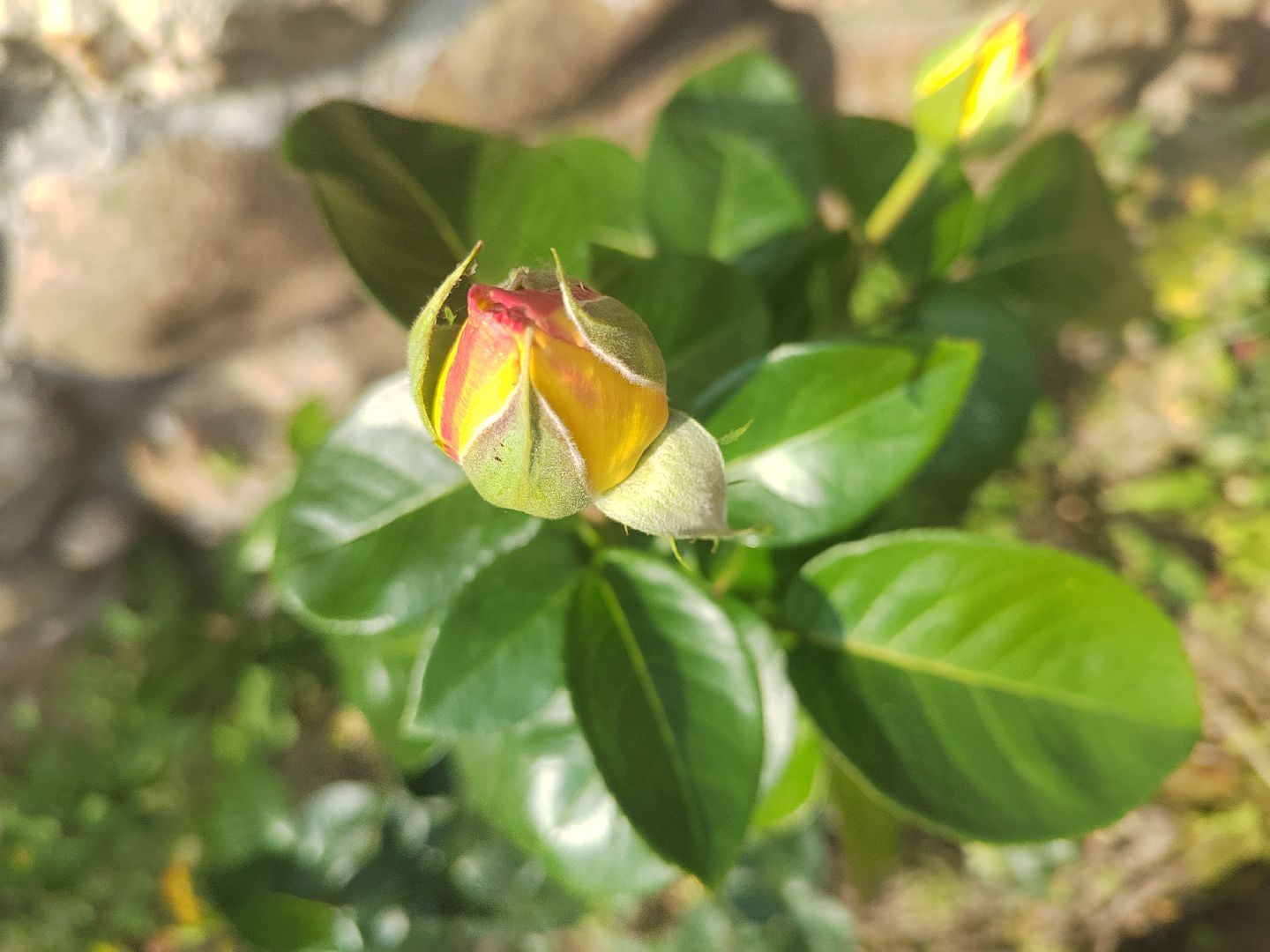 Пушкино, природа, люди, общество