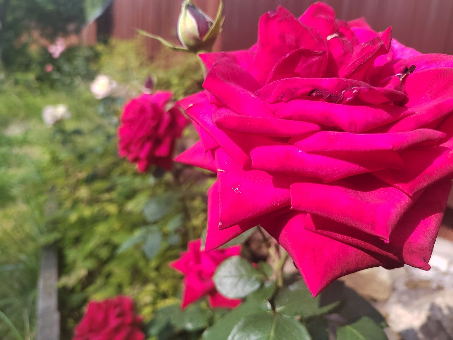 Пушкино, природа, люди, общество