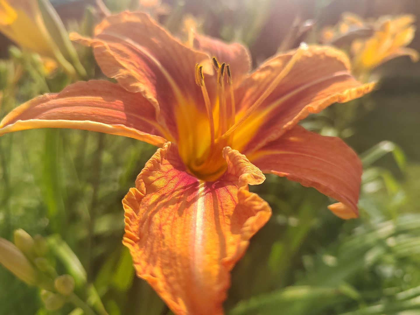 Пушкино, природа, люди, общество