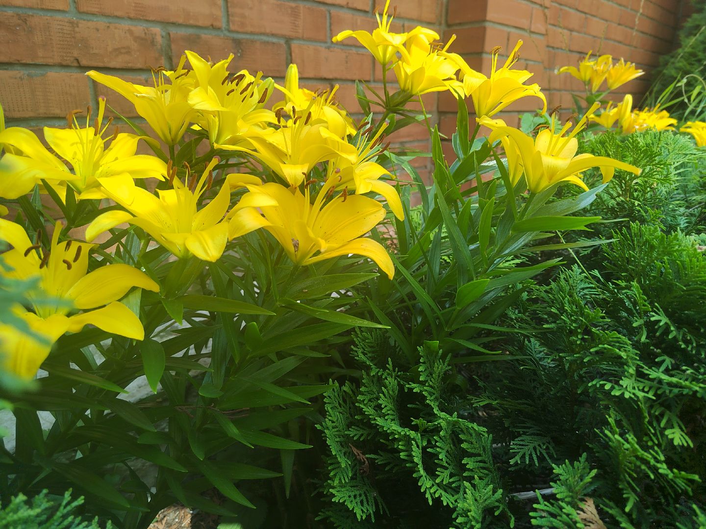 Пушкино, природа, люди, общество