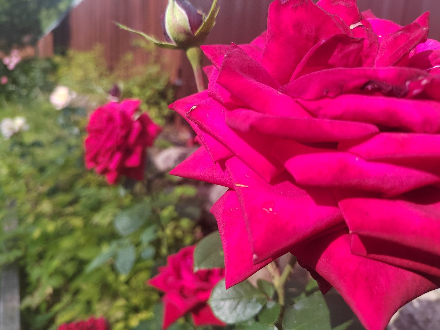 Пушкино, природа, люди, общество