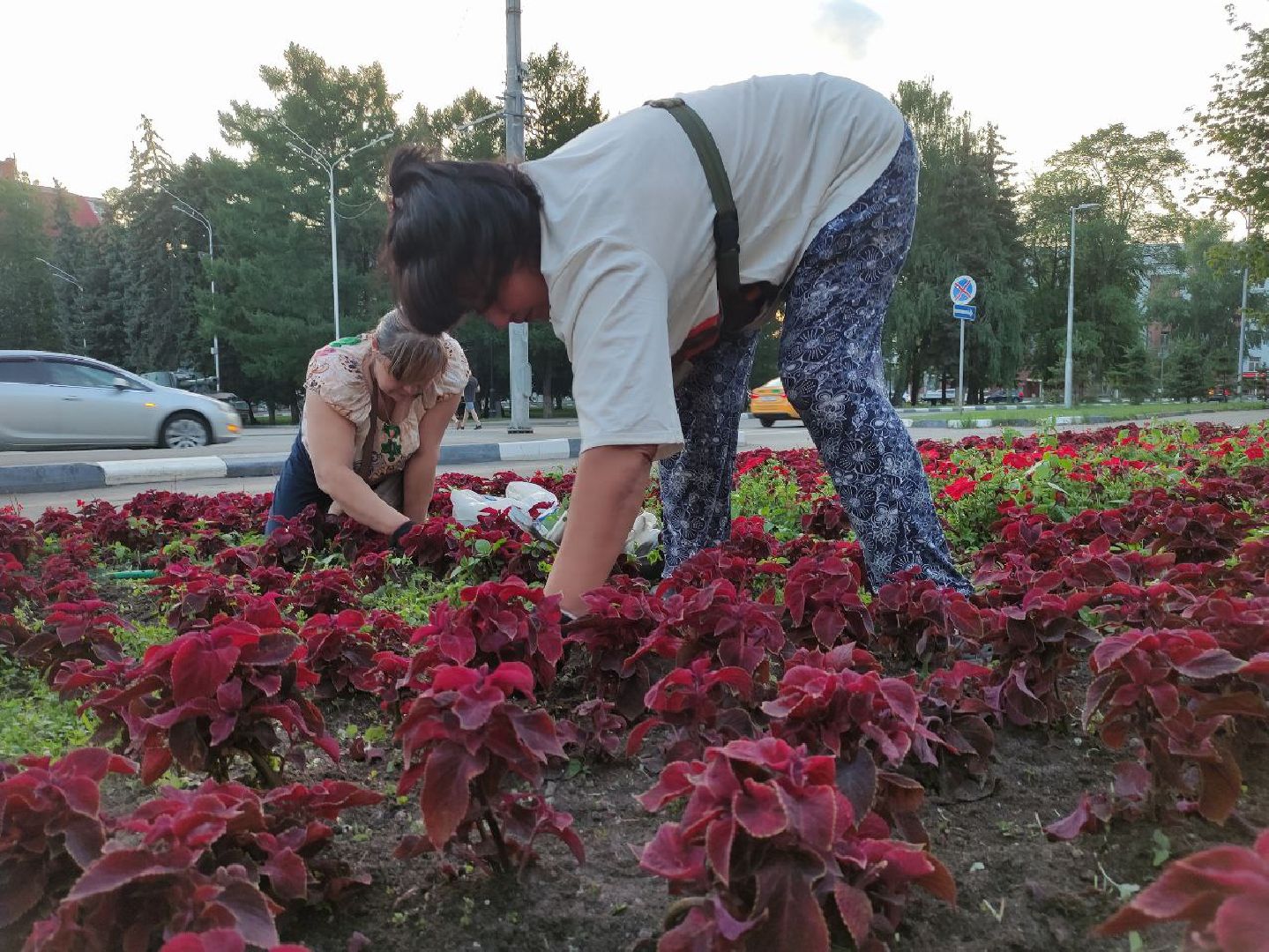 лыткарино, жкх, цветы,