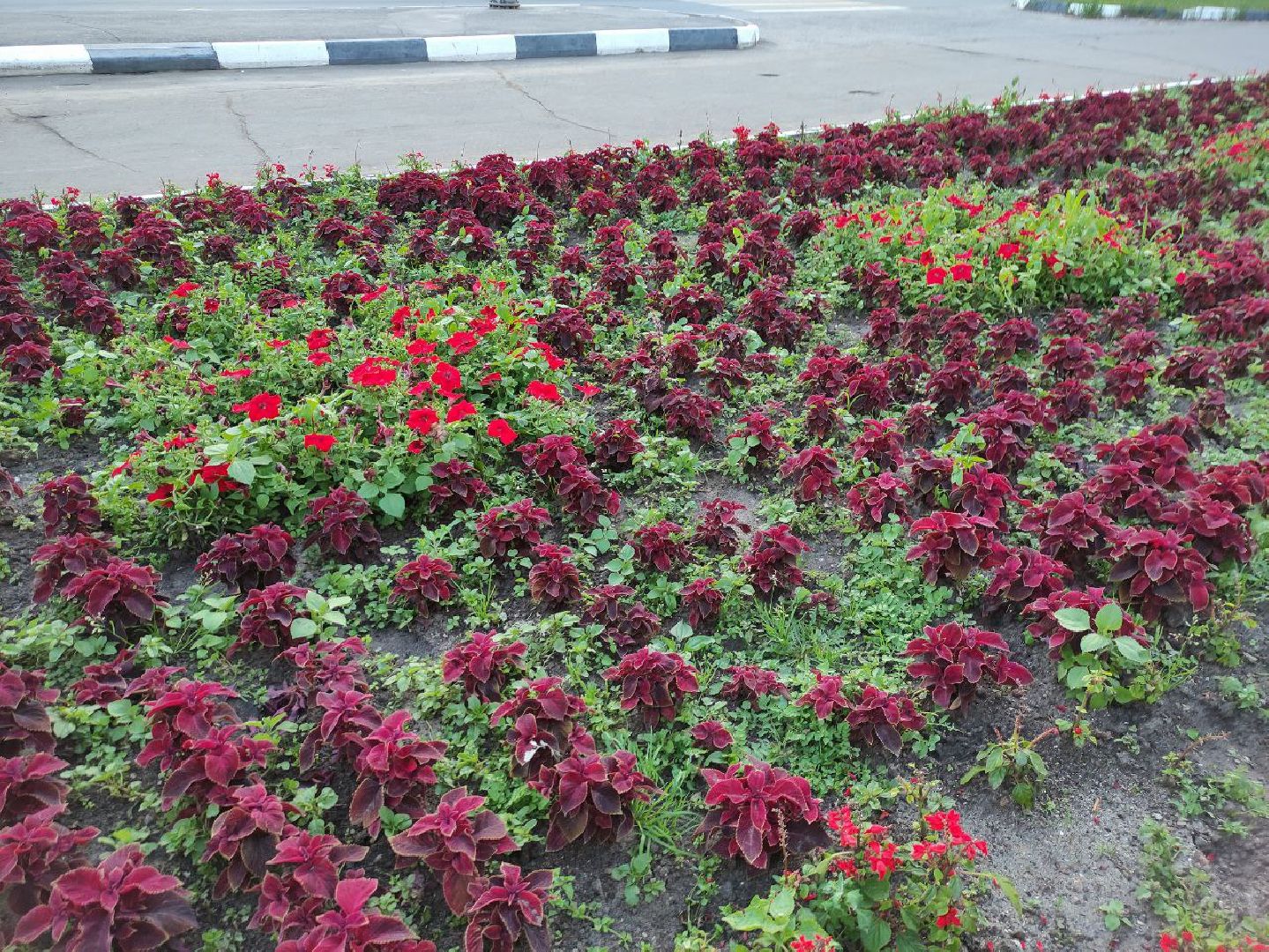 лыткарино, жкх, цветы,