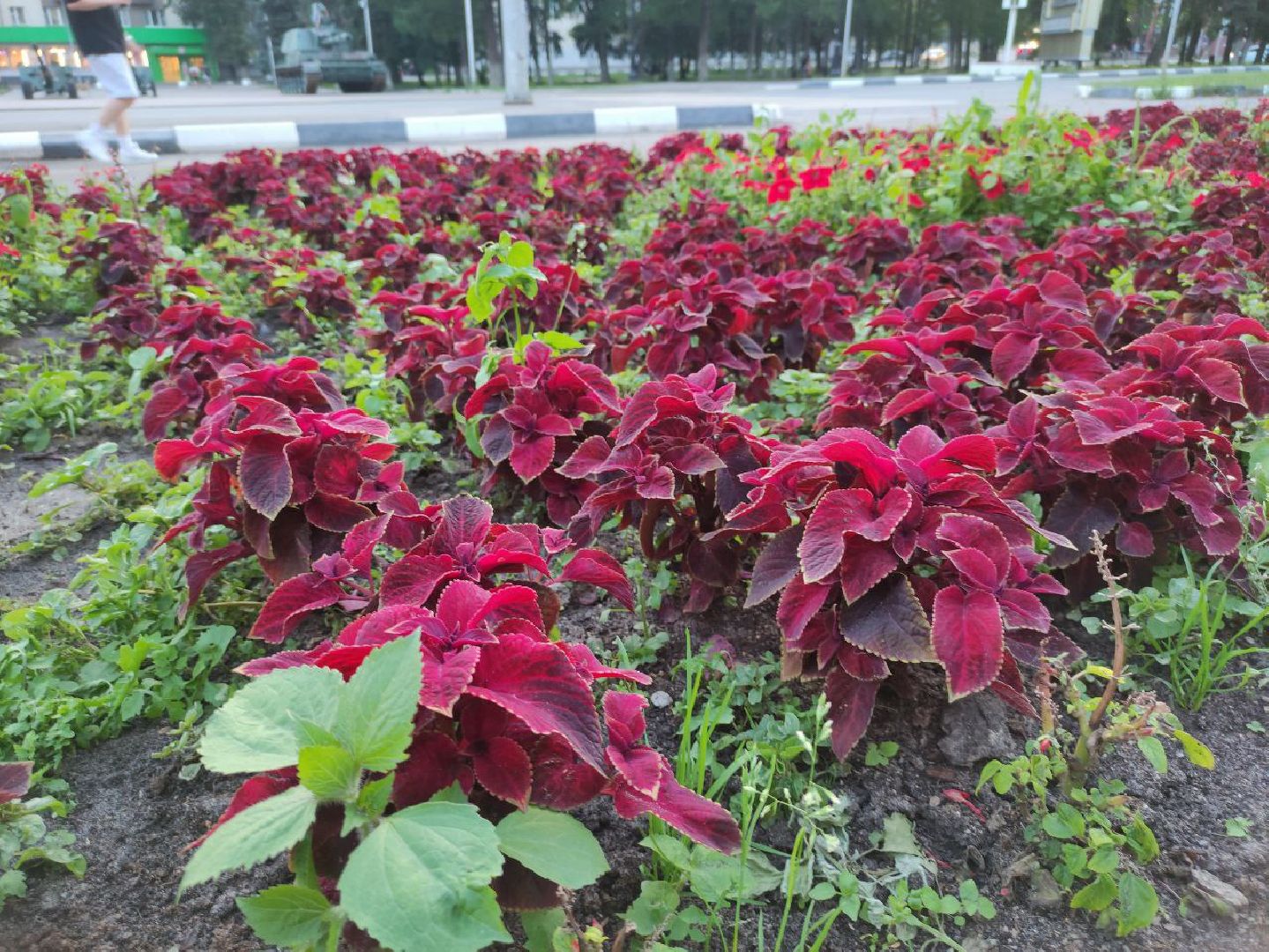 лыткарино, жкх, цветы,