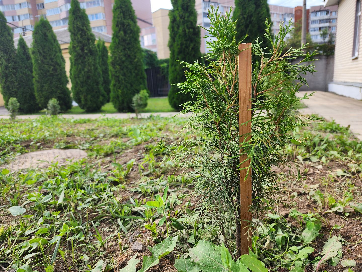 МВД, Аллея Ветеранов, полиция, Ногинск, Богородский городской округ