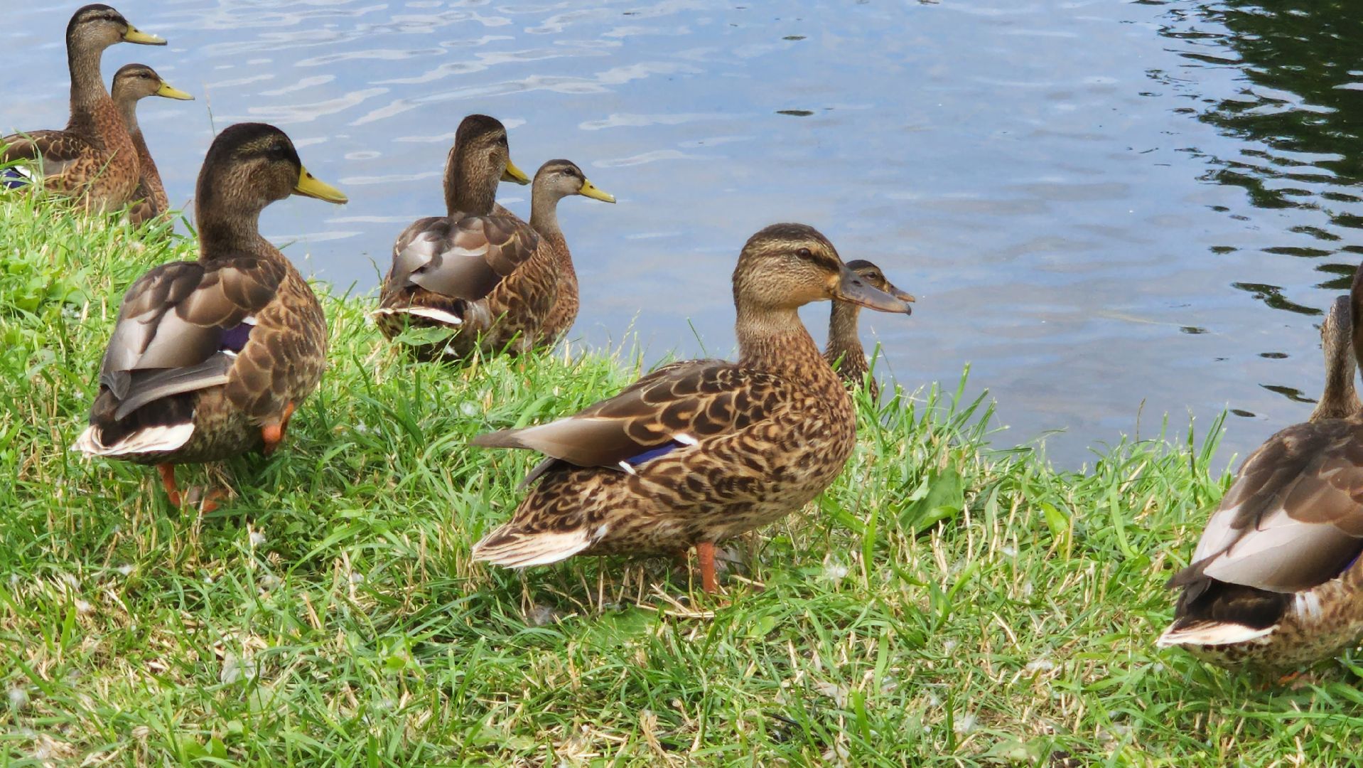 Подмосковье, Ивантеевка, Покорми уток, утка, корм