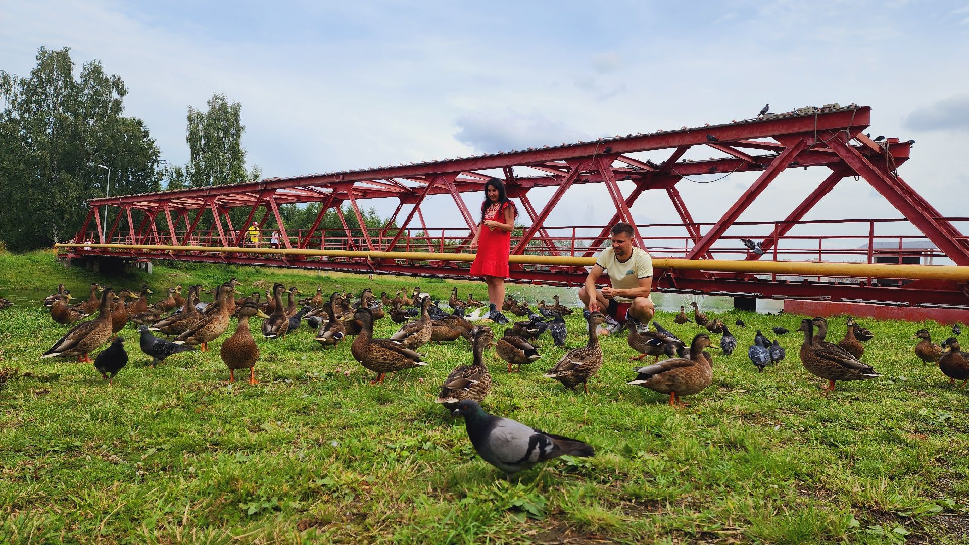 Подмосковье, Ивантеевка, Покорми уток, утка, корм
