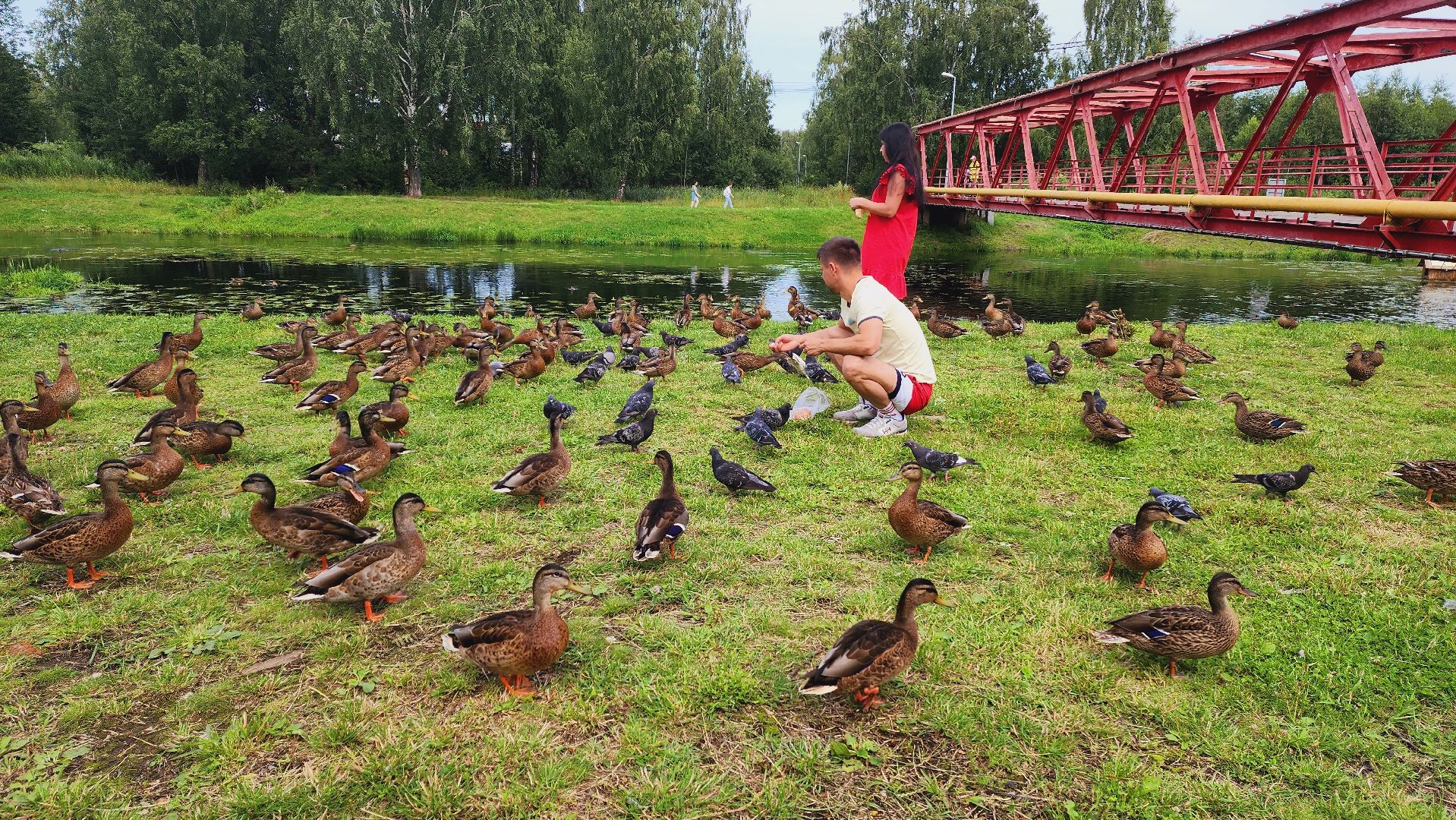 Подмосковье, Ивантеевка, Покорми уток, утка, корм