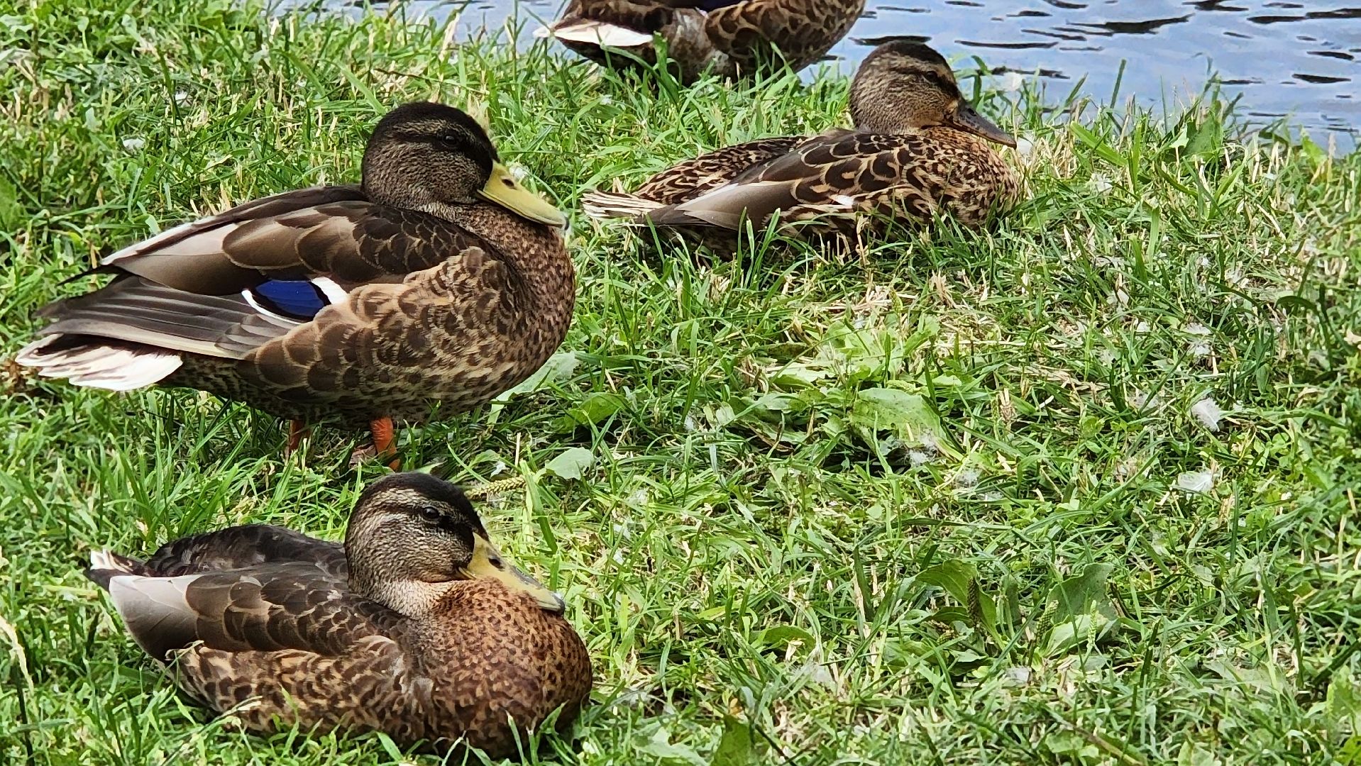 Подмосковье, Ивантеевка, Покорми уток, утка, корм