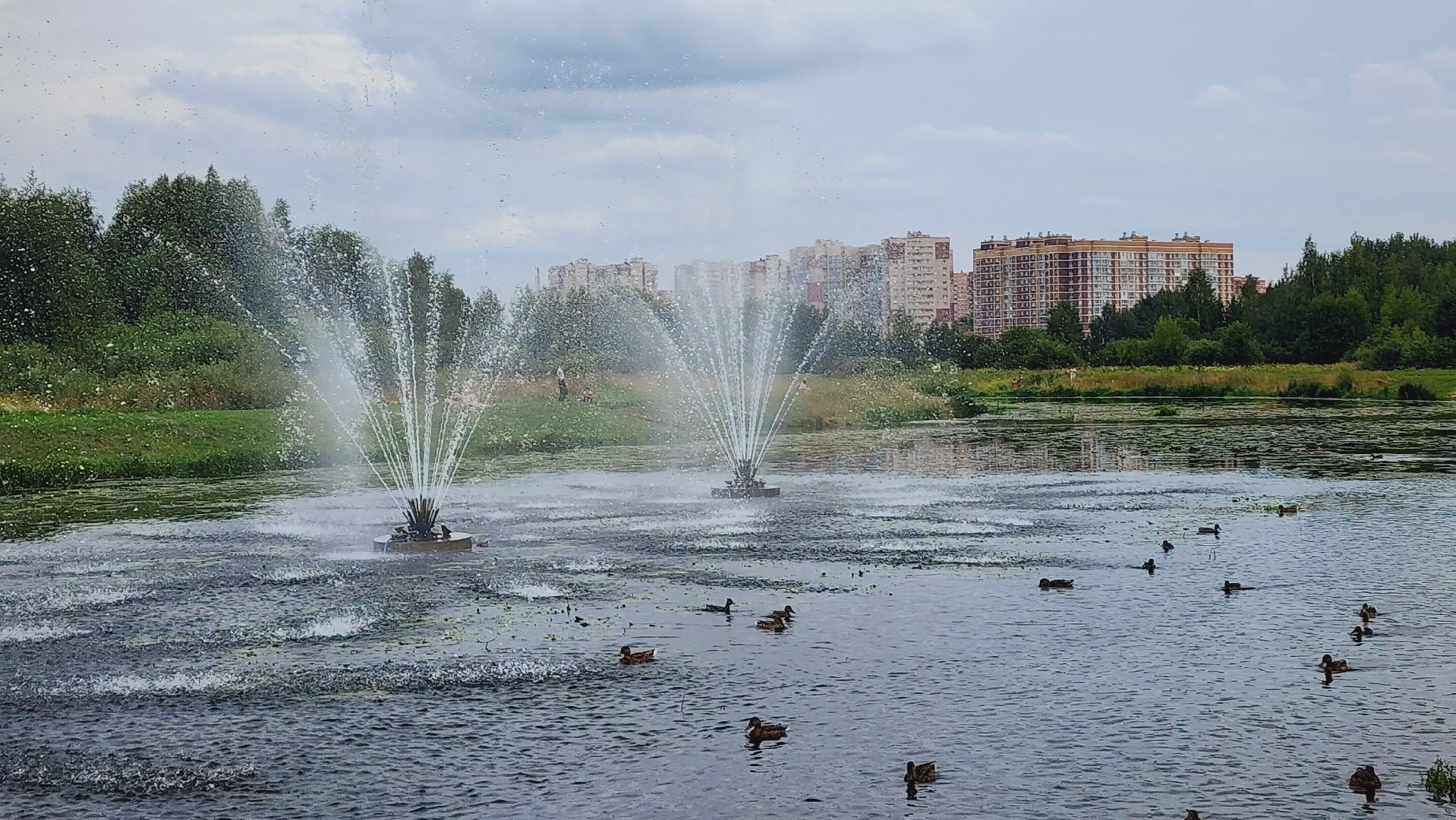 Подмосковье, Ивантеевка, Покорми уток, утка, корм