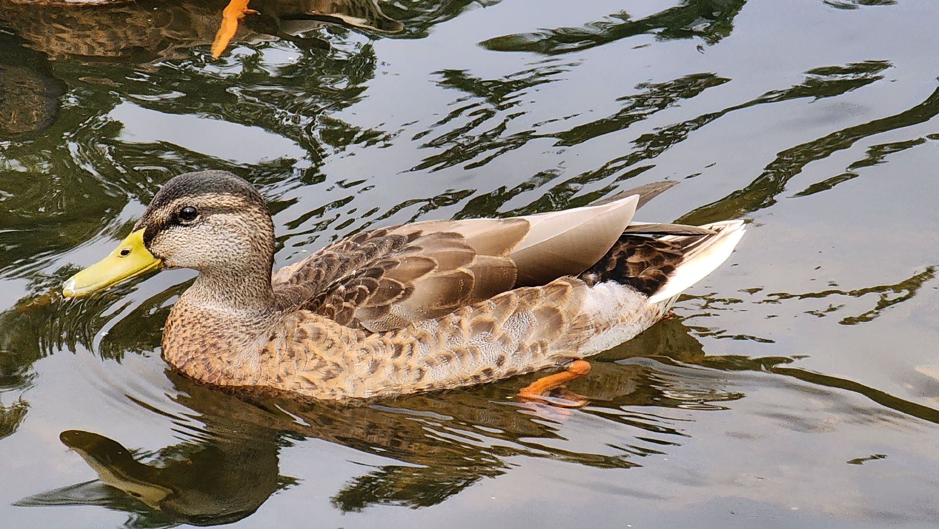 Подмосковье, Ивантеевка, Покорми уток, утка, корм