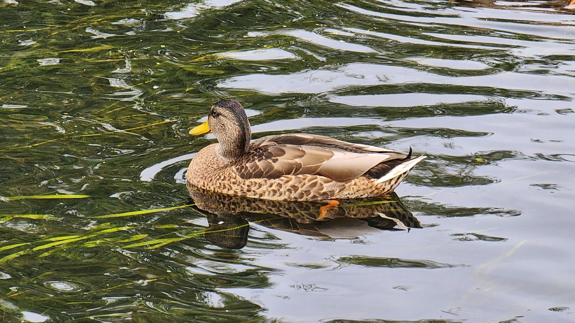 Подмосковье, Ивантеевка, Покорми уток, утка, корм