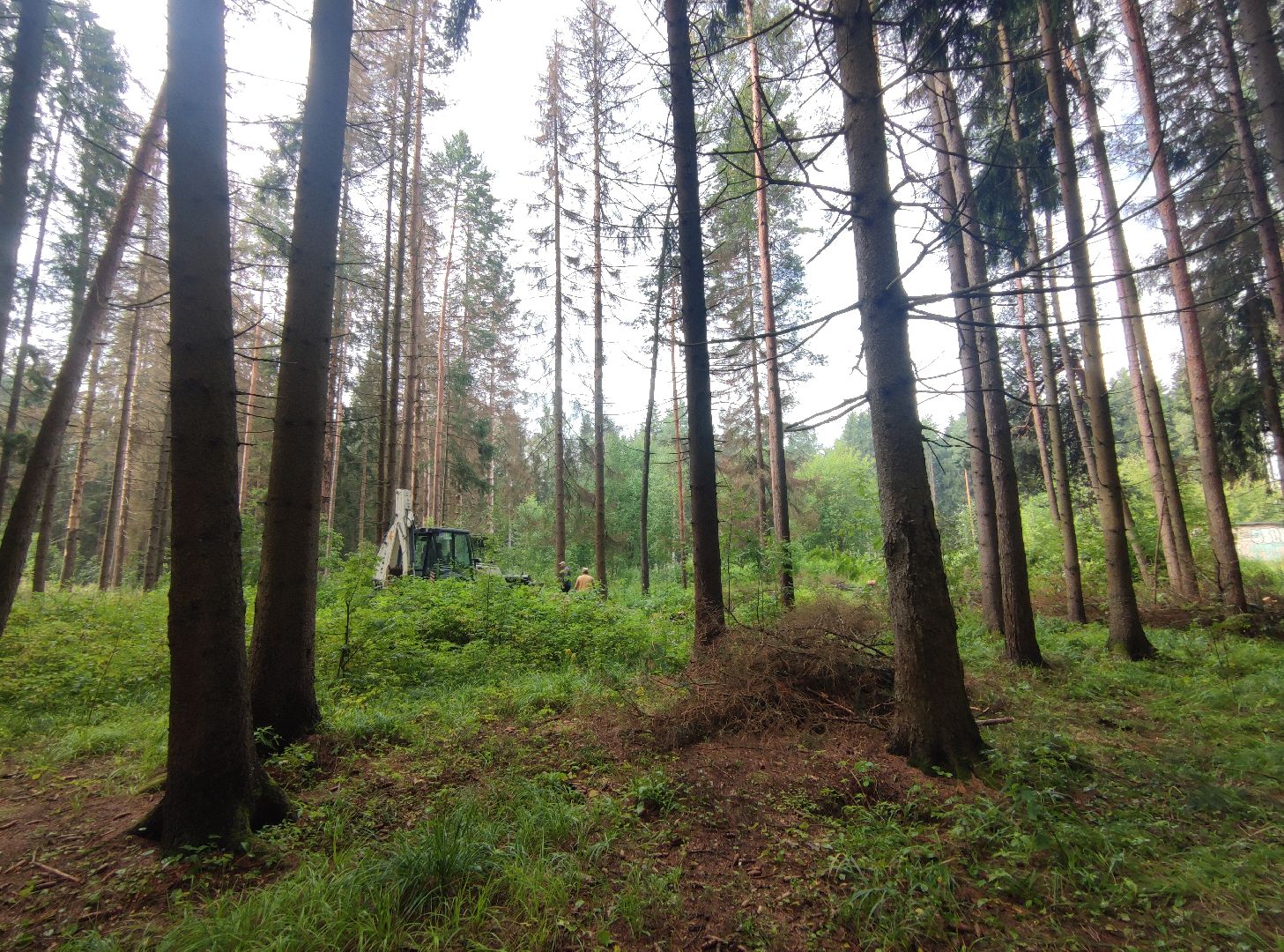 Уборка деревьев, ЖКХ, благоустройство, Добродел, Дубна