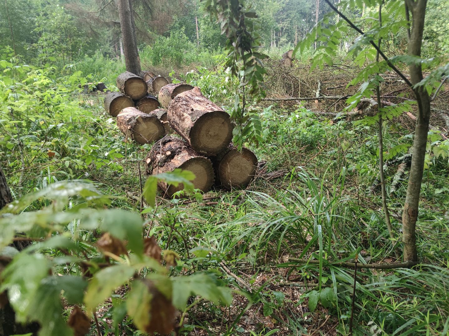 Уборка деревьев, ЖКХ, благоустройство, Добродел, Дубна