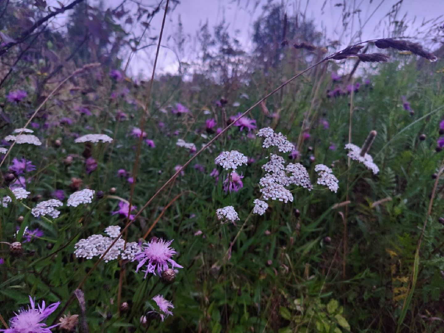 Нахабино, цветы, букет